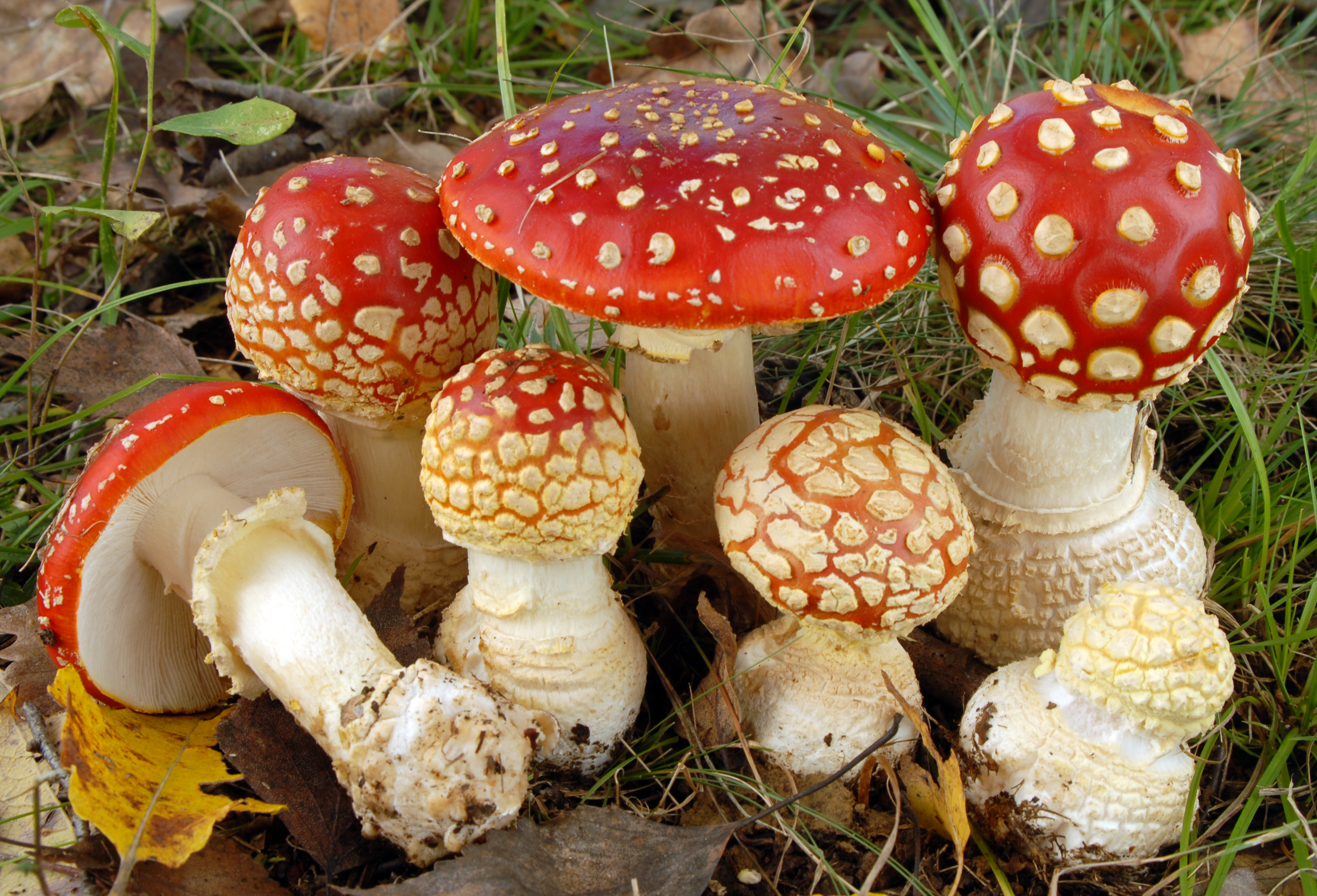 Foto Amanita muscaria